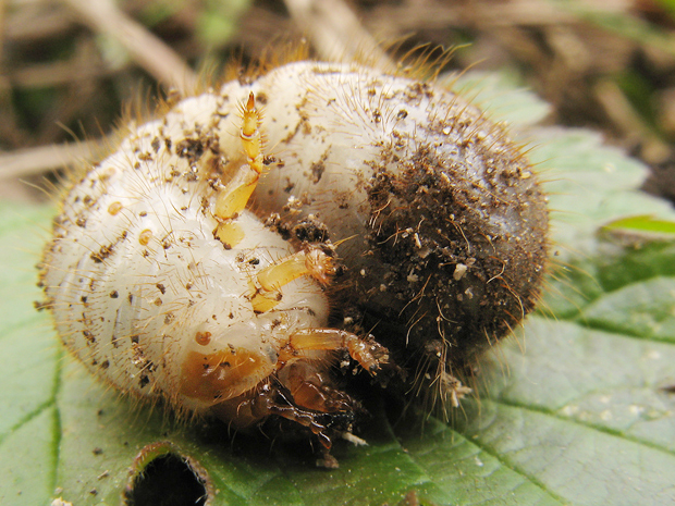 chrúst obyčajný - larva Melolontha melolontha