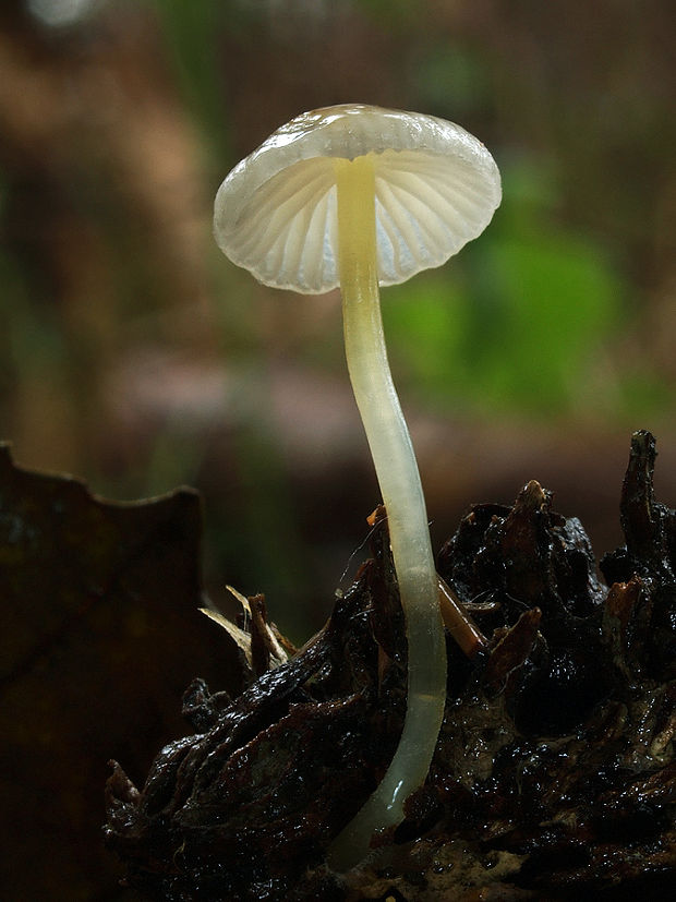 prilbička slizká Mycena epipterygia (Scop.) Gray