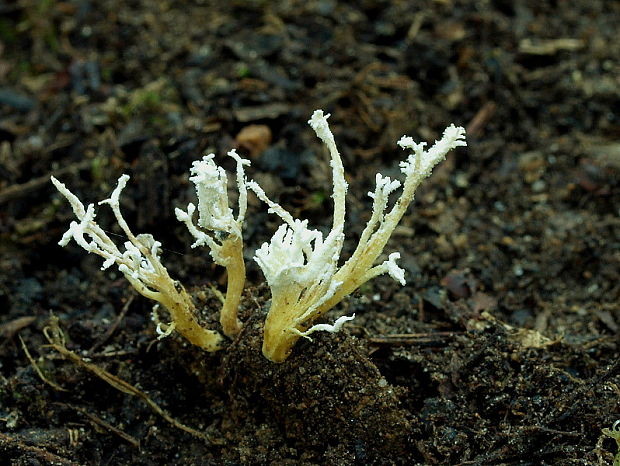 Paecilomyces sp.