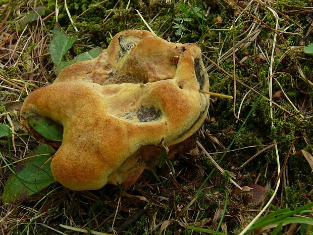 hnědák Schweinitzův - Hnedák Schweinitzov Phaeolus schweinitzii  (Fr.) Pat.