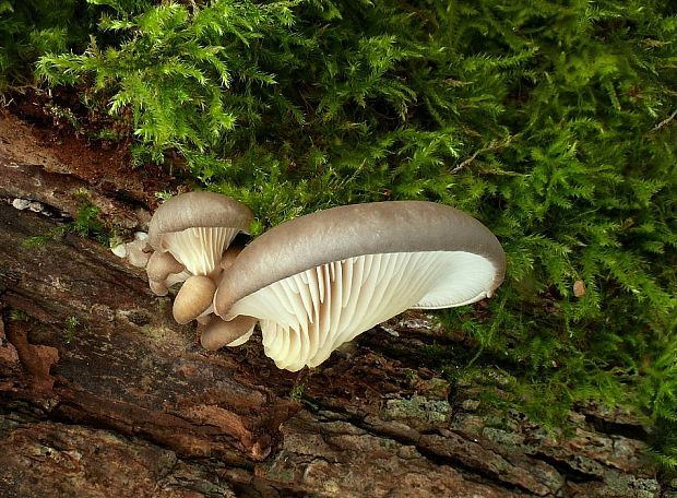 hliva ustricovitá Pleurotus ostreatus (Jacq.) P. Kumm.