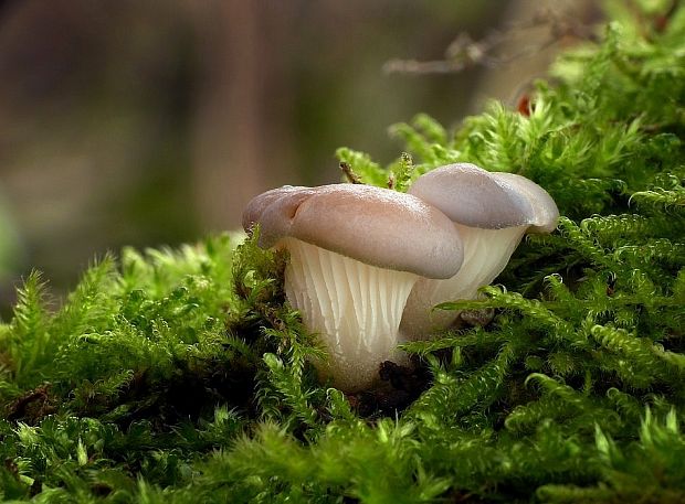 hliva ustricovitá Pleurotus ostreatus (Jacq.) P. Kumm.