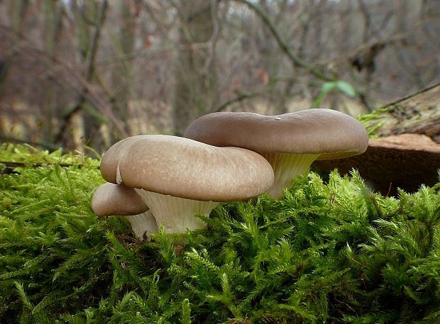 hliva ustricovitá Pleurotus ostreatus (Jacq.) P. Kumm.