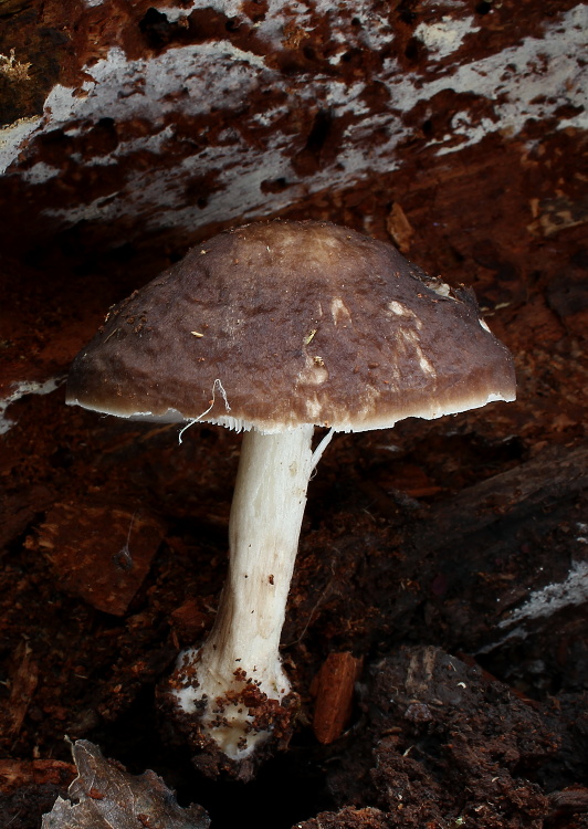 štítovka jelenia Pluteus cervinus (Schaeff.) P. Kumm.