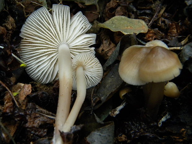 prilbička Mycena sp.