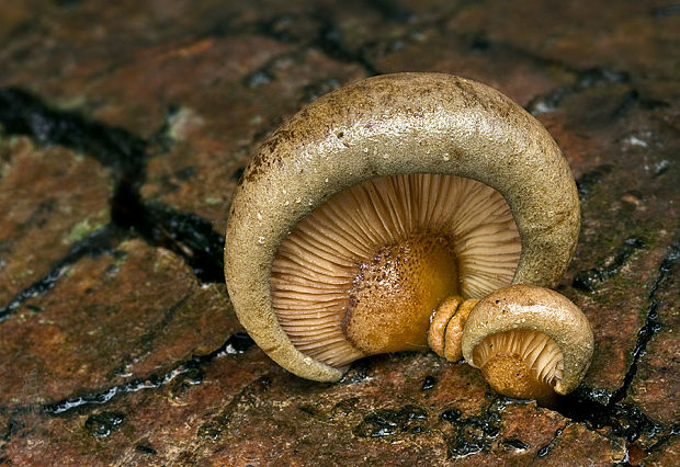 pňovka neskorá Sarcomyxa serotina (Pers.) P. Karst.