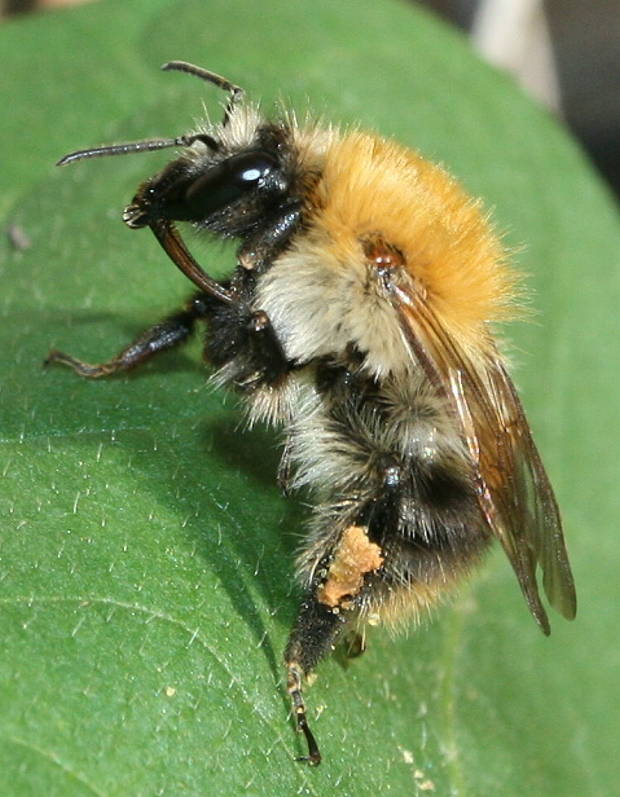 čmelák Bombus pascuorum