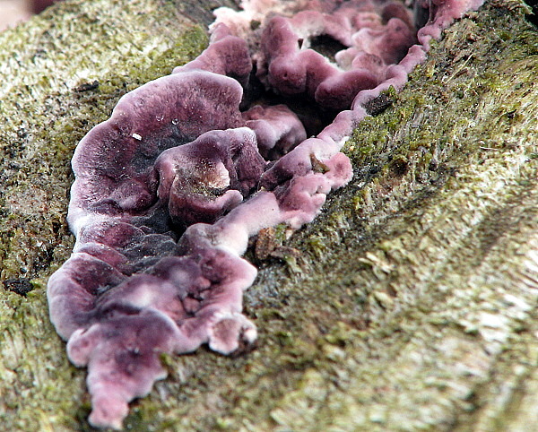 pevníkovec purpurový Chondrostereum purpureum (Pers.) Pouzar