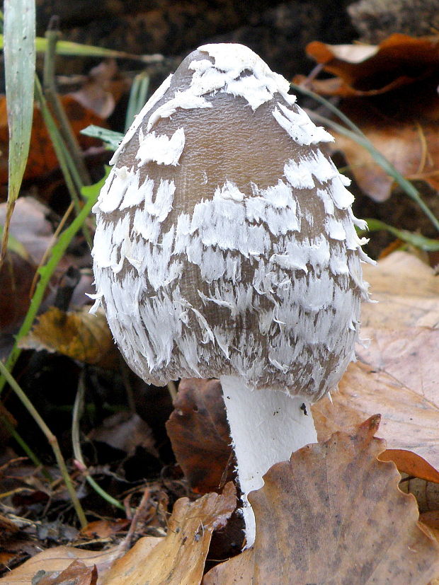 hnojník strakatý Coprinopsis picacea (Bull.) Redhead, Vilgalys & Moncalvo