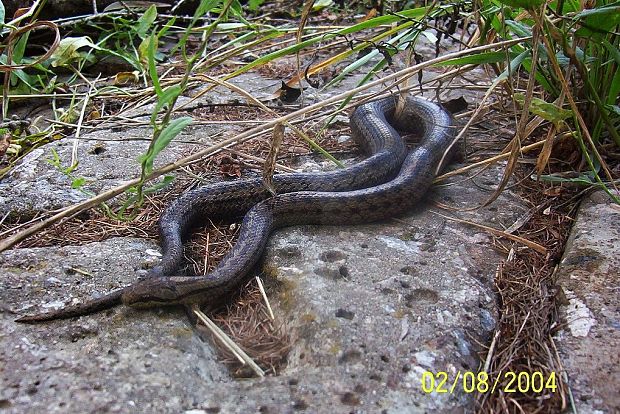 užovka hladká Coronella austriaca