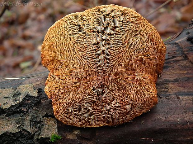 sieťkovček červenkastý Daedaleopsis confragosa (Bolton) J. Schröt.