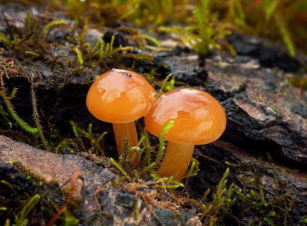 plamienka Flammulina sp.