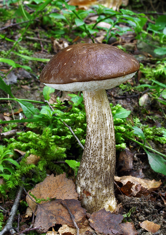 kozák brezový Leccinum scabrum (Bull.) Gray