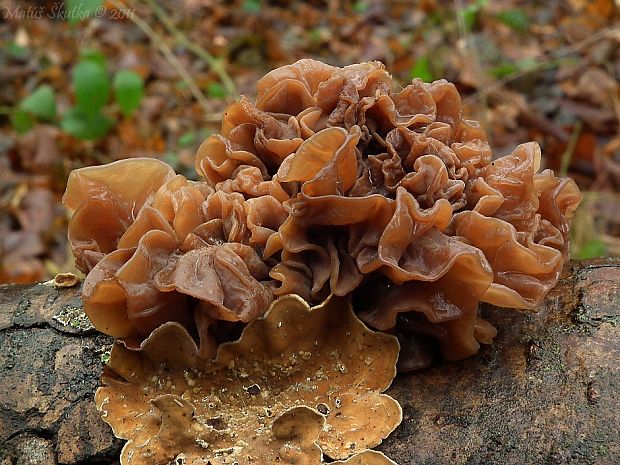 rôsolovka Phaeotremella frondosa (Fr.) Spirin & V. Malysheva