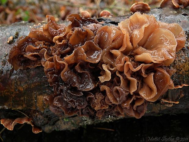 rôsolovka Phaeotremella frondosa (Fr.) Spirin & V. Malysheva