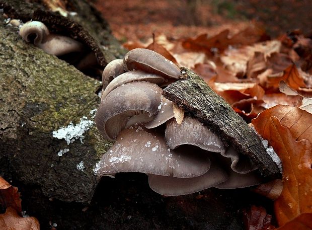 hliva ustricovitá Pleurotus ostreatus (Jacq.) P. Kumm.