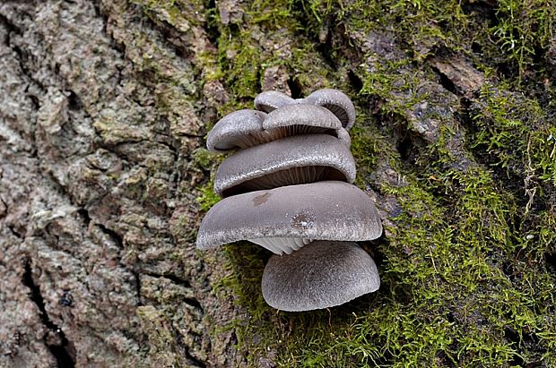 hliva ustricovitá Pleurotus ostreatus (Jacq.) P. Kumm.