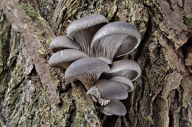 hliva ustricovitá Pleurotus ostreatus (Jacq.) P. Kumm.