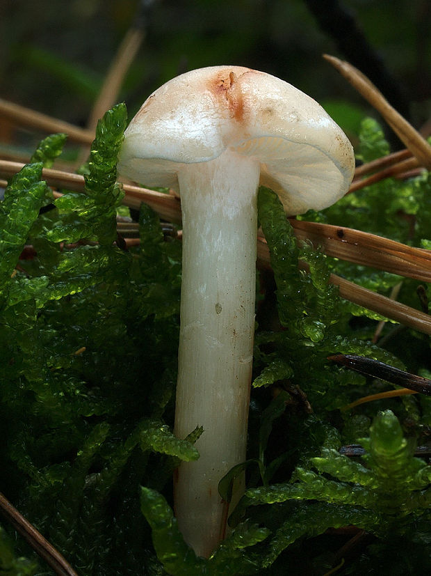 peniazovka škvrnitá Rhodocollybia maculata (Alb. & Schwein.) Singer