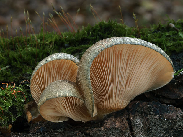 pňovka neskorá Sarcomyxa serotina (Pers.) P. Karst.