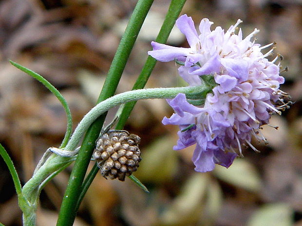 hlaváč fialový Scabiosa columbaria L.