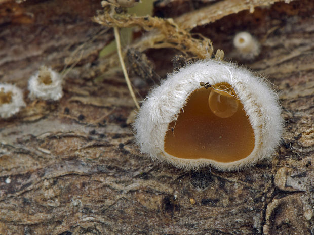 škľabka plstnatá Schizophyllum amplum (Lév.) Nakasone