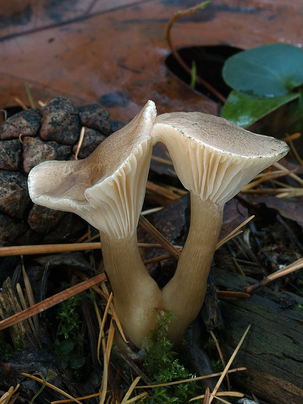 strmuľka kyjakovitá Ampulloclitocybe clavipes (Pers.) Redhead, Lutzoni, Moncalvo & Vilgalys