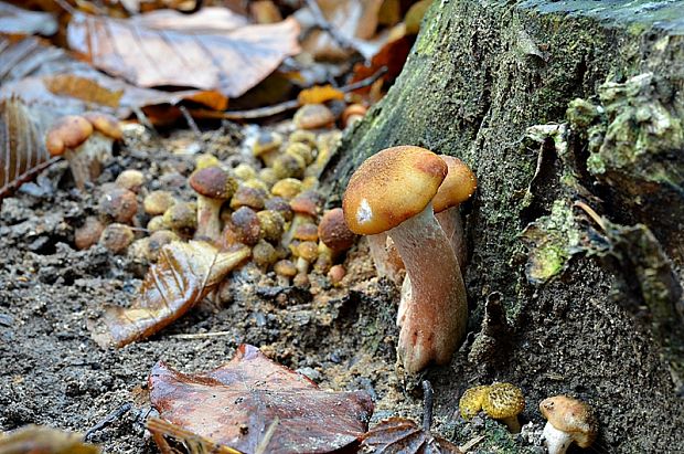 podpňovka žltá Armillaria gallica Marxm. & Romagn.