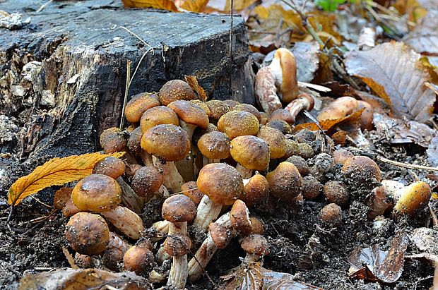 podpňovka žltá Armillaria gallica Marxm. & Romagn.