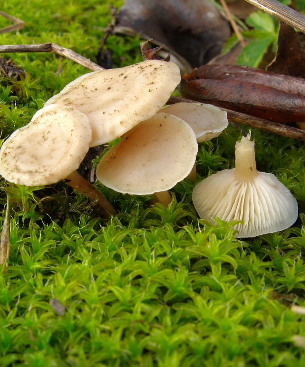 strmuľka Clitocybe sp.