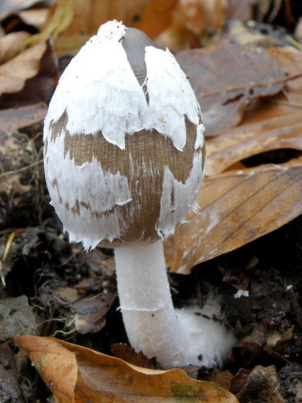 hnojník strakatý Coprinopsis picacea (Bull.) Redhead, Vilgalys & Moncalvo