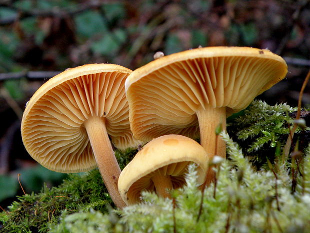 plamienka Flammulina sp.