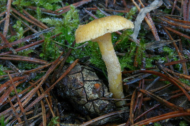 šťavnačka mrazová zlatá Hygrophorus hypothejus var. aureus (Arrh.) Imler