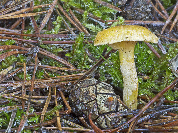 šťavnačka mrazová zlatá Hygrophorus hypothejus var. aureus (Arrh.) Imler