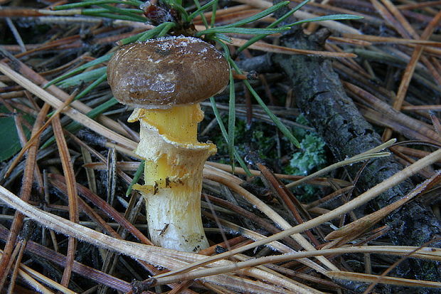 šťavnačka mrazová Hygrophorus hypothejus (Fr.) Fr.