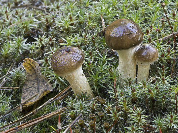 šťavnačka mrazová Hygrophorus hypothejus (Fr.) Fr.