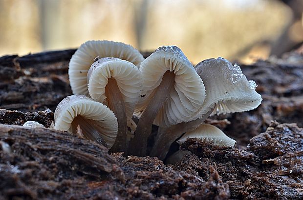 prilbička mliečna temná Mycena galopus var. nigra Rea,