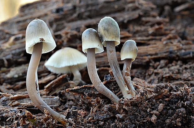 prilbička mliečna temná Mycena galopus var. nigra Rea,