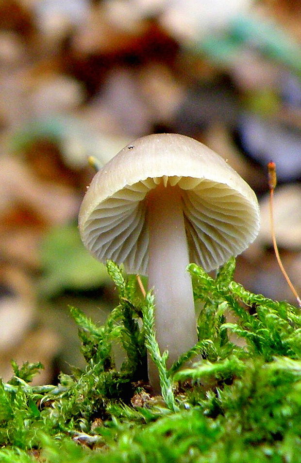 prilbička Mycena sp.