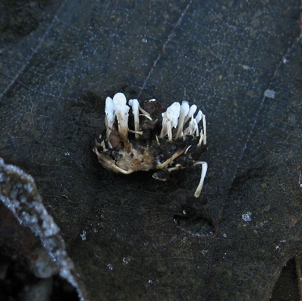 neidentifikovaná huba Paecilomyces sp