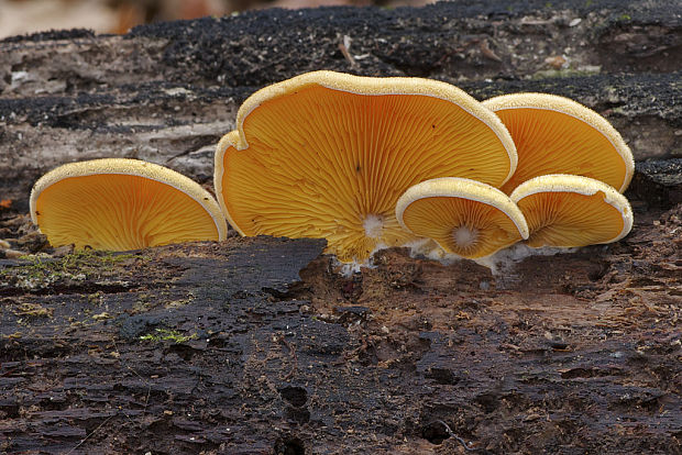 hlivník hniezdovitý Phyllotopsis nidulans (Pers.) Singer