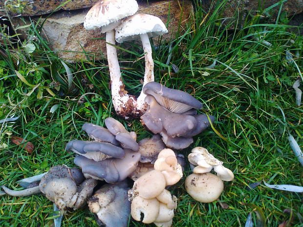 hliva Pleurotus sp.