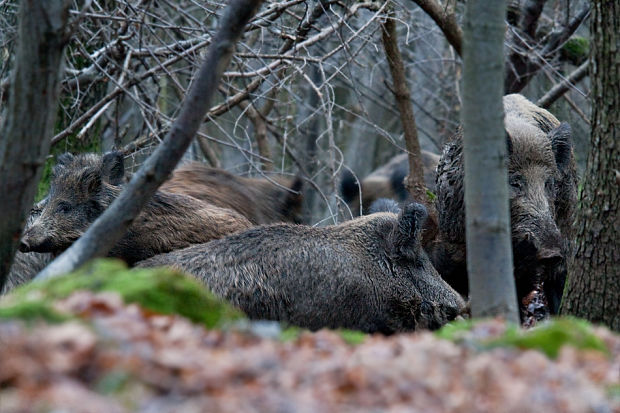 diviak lesný Sus scrofa