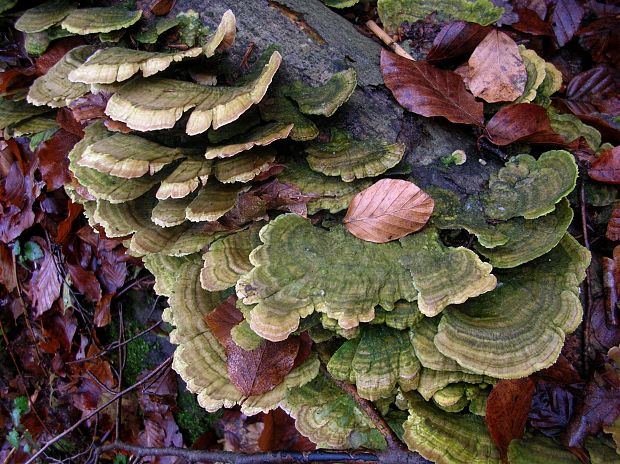 trúdnikovec pestrý Trametes versicolor (L.) Lloyd