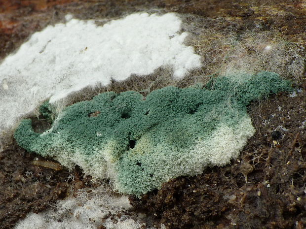 trichoderma Trichoderma sp.