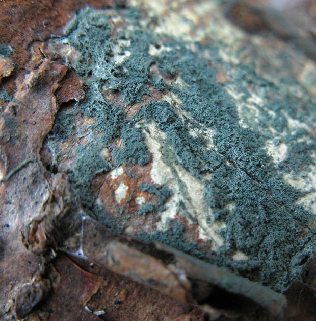 trichoderma Trichoderma sp.