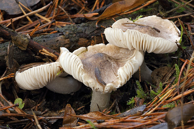 čírovka zemná Tricholoma terreum (Schaeff.) P. Kumm.