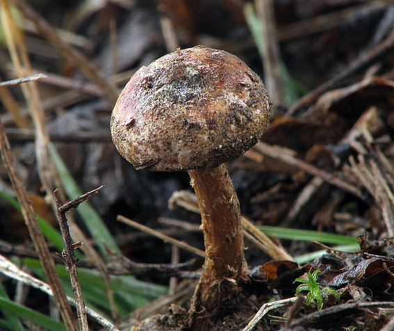 stopkovec zimný Tulostoma brumale Pers.