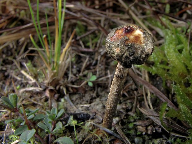 stopkovec zimný Tulostoma brumale Pers.