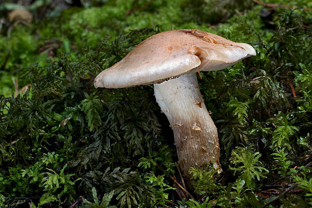 slzivka Hebeloma sp.